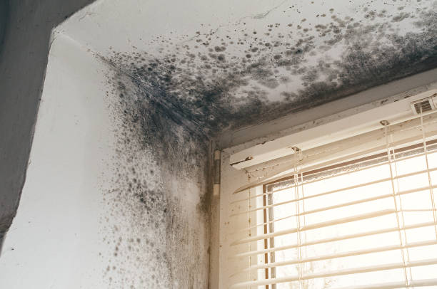 Affordable Mold Cleanup solutions in Broad Top, PA